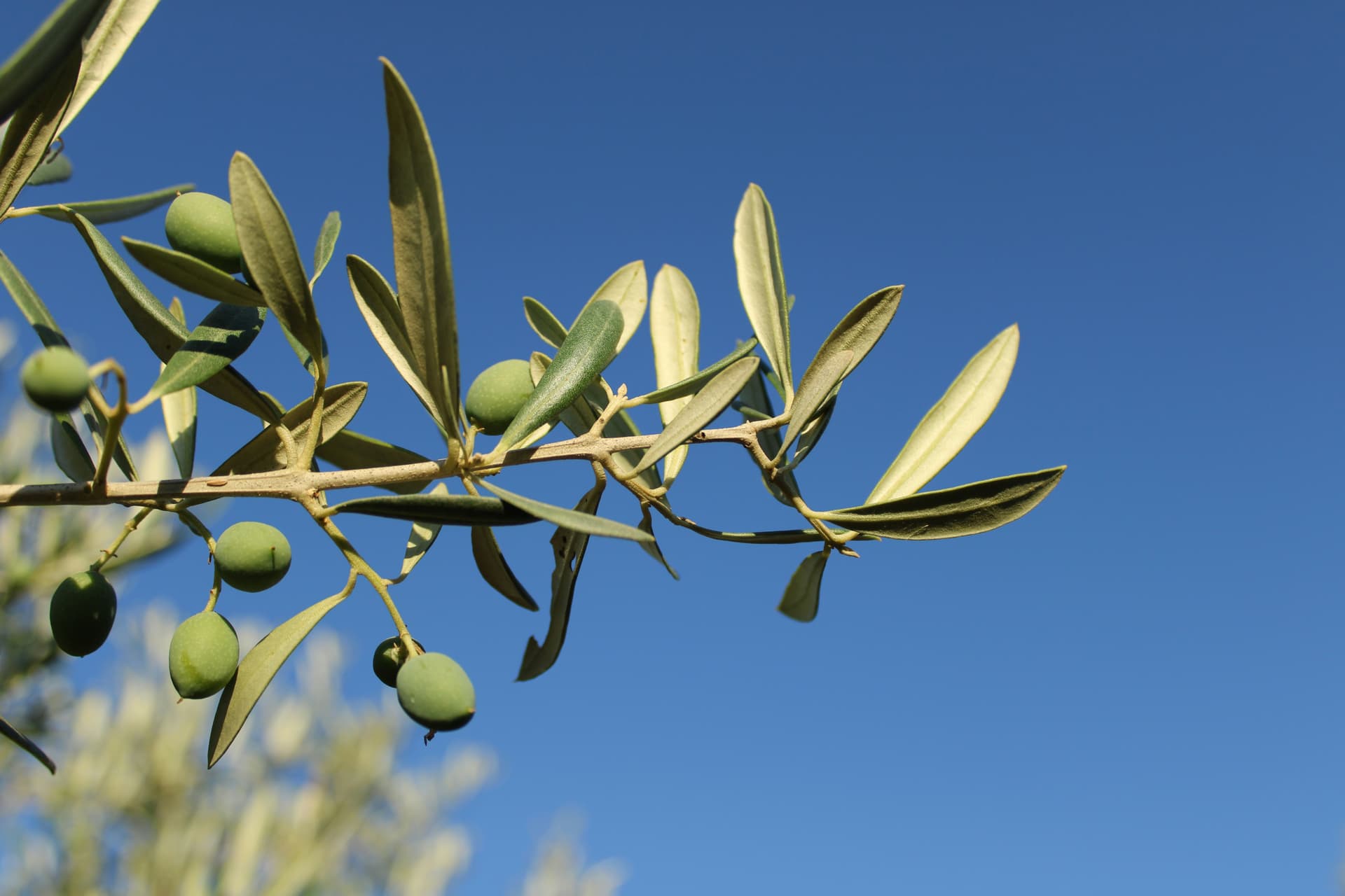 Olivar artesanal en Aimogasta